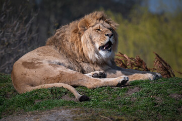 Obraz premium Young Adult Male Lion Resting on Grass