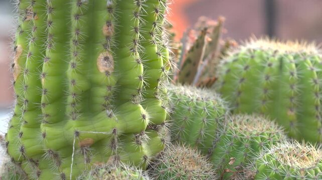 cactus con espinas fondo borroso en jard&iacute;n