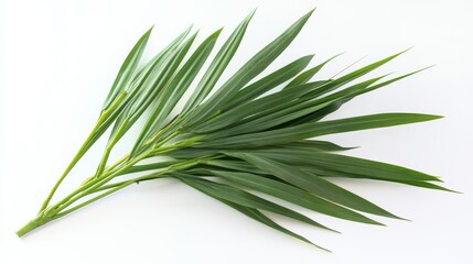 Fototapeta premium Green Palm Leaf Laid Flat Against a Light Background Showcasing Its Elongated Shape and Delicate Texture From an Overhead Perspective