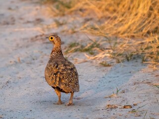 A Spotted Sandgrouse (Pterocles burchelli) proudly walks in the Okavango Delta