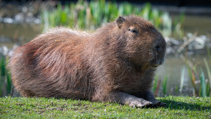 Closeup Cute Capybara Resting on Grass