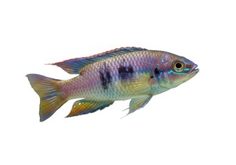 Fototapeta premium Beautiful ram cichlid fish isolated aquarium freshwater pet isolated on white background