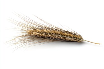 An ear of wheat isolated on a white background, symbolizing harvest and agriculture.