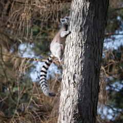 Ring-Tailed Lemur Climbing a Tree