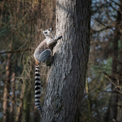 Ring-Tailed Lemur Climbing a Tree
