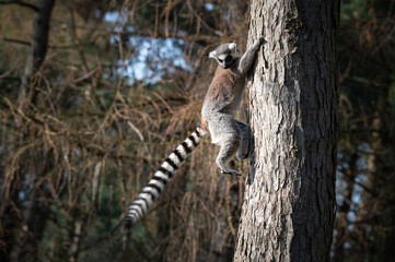 Ring-Tailed Lemur Climbing a Tree