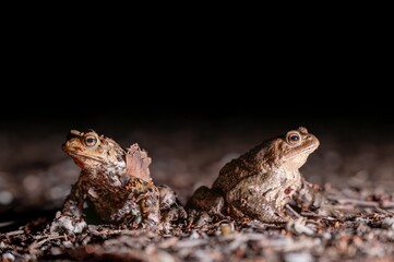 Two common toads in the forest outdoors at night. Bufo bufo in Switzerland.