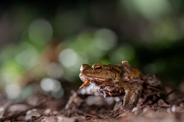 One common toad in the forest outdoors at night. Bufo bufo in Switzerland.