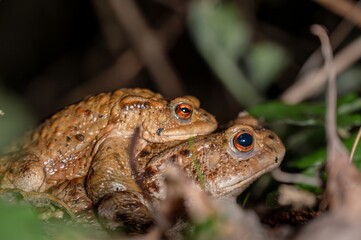 Two common toads in the forest outdoors at night. Bufo bufo in Switzerland.