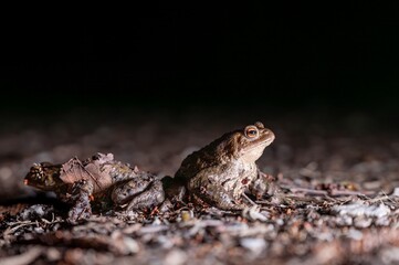 Two common toads in the forest outdoors at night. Bufo bufo in Switzerland.