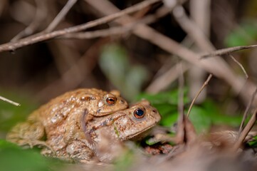 Two common toads in the forest outdoors at night. Bufo bufo in Switzerland.
