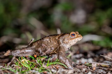 One common toad in the forest outdoors at night. Bufo bufo in Switzerland.