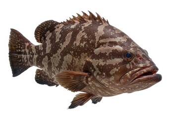 Naklejka premium Isolated speckled grouper fish close up marine life photo isolated on white background