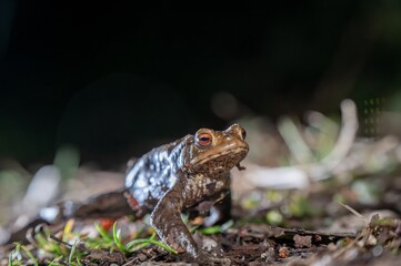One common toad in the forest outdoors at night. Bufo bufo in Switzerland.