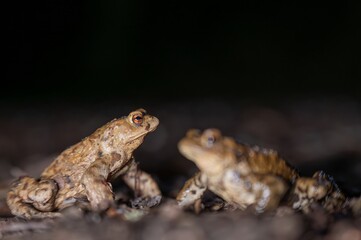 Two common toads in the forest outdoors at night. Bufo bufo in Switzerland.