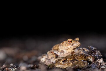 Two common toads in the forest outdoors at night. Bufo bufo in Switzerland.