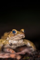 One common toad in the forest outdoors at night. Bufo bufo in Switzerland.