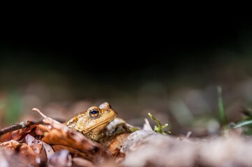 One common toad in the forest outdoors at night. Bufo bufo in Switzerland.