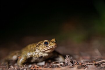 One common toad in the forest outdoors at night. Bufo bufo in Switzerland.