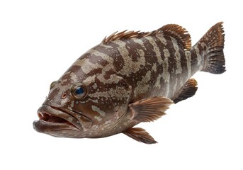 Naklejka premium Isolated grouper fish close up on a plain white background isolated on white background