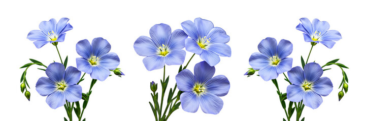 Fototapeta premium Blue Flax Flower Set On Transparent Background