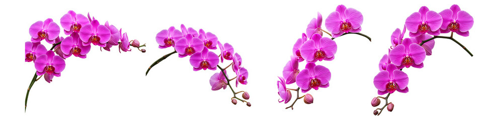 Obraz premium Pink Orchid Flower Set On Transparent Background
