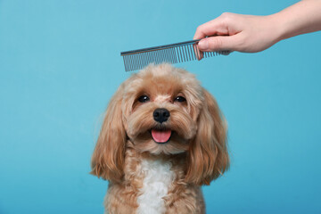 Woman brushing dog's hair with comb on light blue background, closeup. Pet grooming