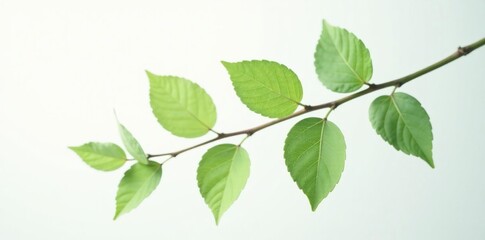 Fototapeta premium Delicate branch with thin leaves isolated on white background, isolation, detail