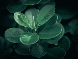 green leaf in the morning