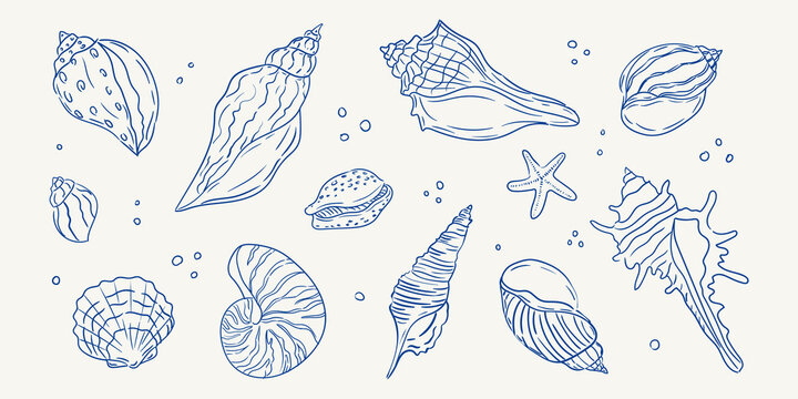 Detailed illustrations of seashells and a starfish created in a minimalist style