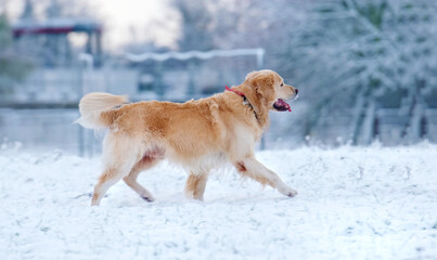 Beautiful Golden Retriever Dog Running Through The Snow