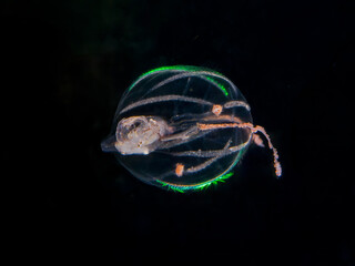 Lobate ctenophore (commonly known as a comb jelly) delicately suspending a small crustacean within...