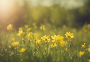 Fototapeta premium flowers sunny meadow yellow background green spring light nature field flower summer sky bokeh sun grass plant garden beautiful season abstract blossom flora floral natural beauty