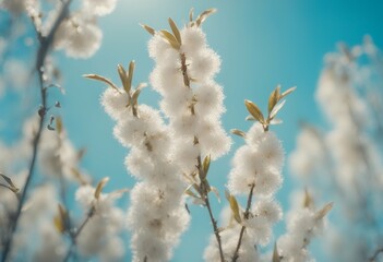 blue sky spring background sunlight easter willow flowering branches springtime ament growth botany season early april blooming environment tree branch plant blossom beautiful floral bud cat holiday