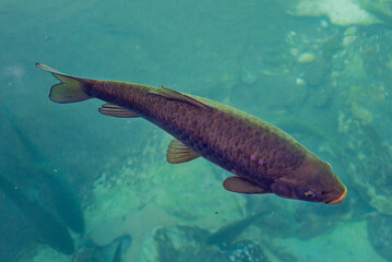 Fish in Balikligol. Sanliurfa, Turkey. Halil-ur Rahman Lake. Carp fishes considered sacred in lake.
