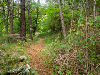 footpath in the forest in the Southern Alps
