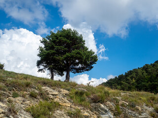 pine tree in the mountains in the Alps