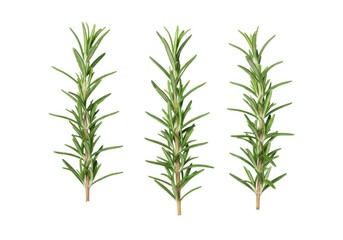 Three sprigs of rosemary arranged vertically in a simple pattern isolated on white background