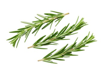 Fototapeta premium Close up view of four rosemary sprigs