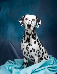 dalmatian dog portrait