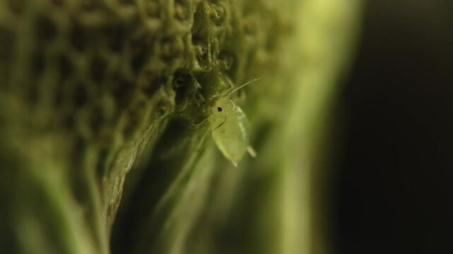 Afidi  pidocchi delle piante,  gorgoglioni (Aphidoidea)