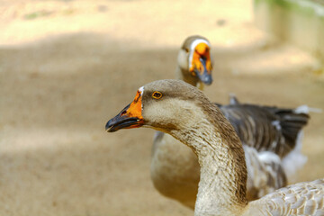 Two geese, with focus on the foreground, in a sandy environment. Details of plumage and orange beaks visible. Ideal for projects on fauna and aquatic birds.