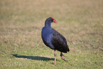A close up view of a purple swamp hen bird with red beak standing on grass