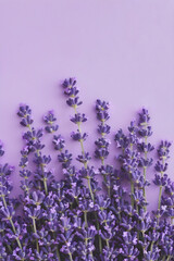 Naklejka premium lavender flowers on purple background