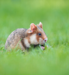 european field hamster