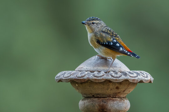 Spotted Pardalote
