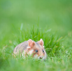 european field hamster