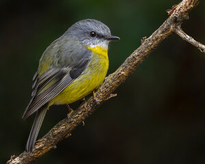 Fototapeta premium Eastern Yellow Robin