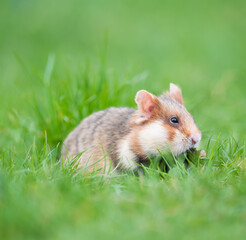 european field hamster