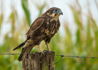 Brown Falcon